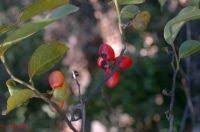 Image result for Artabotrys monteiroae