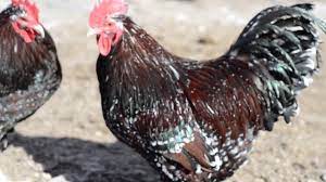 Speckled Sussex Youtube