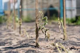 Experienced farmers advise during this period to water abundantly, but not often particularly harmful is frequent watering for seedlings, at a time when young tomatoes are just beginning to take root in a new place. Watering Tomato Plants How To How Often How Much Tomato Bible