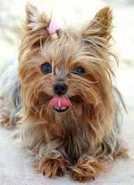 Image result for white yorkshire terrier