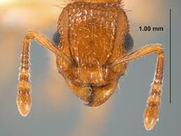 Image result for Aneilema termitarium