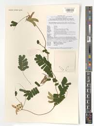 Image result for Abrus melanospermus