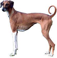 Bon chien chasse de race. Chien Wiktionary
