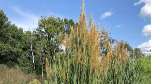 Image result for Sorghastrum stipoides