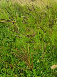 Image result for Eustachys paspaloides