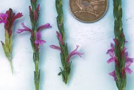 Image result for Striga hallaei