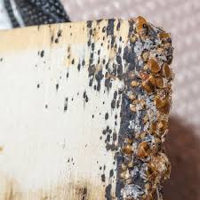 Photos of bed bugs and bed bug bites. What Are The Signs Of Bed Bugs Early Signs Of Bed Bugs
