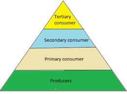 Maybe you would like to learn more about one of these? Draw The Diagram Of The Pyramid Of Numbers Class 10 Biology Cbse