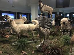 Pin By Turkmenoglu Alisveris Merkezi On Hayvanlar Ve Evcil Hayvanlar Alemi The World Of Animals And Pets In 2020 Lion Sculpture Animal Lover Pets