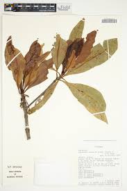 Image result for Breonadia salicina