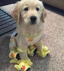 Cute Animals Puppies Golden Retrievers Ilhadogovernador Acfotografia Aderitacristina In 2020 Cute Animals Puppies Cute Animals Cute Baby Animals