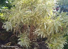 Image result for Dracaena camerooniana