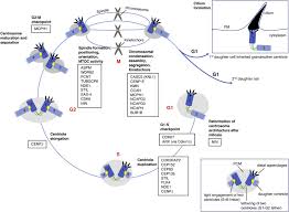 We did not find results for: Mitosis Spindle An Overview Sciencedirect Topics