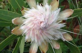 Image result for Protea welwitschii