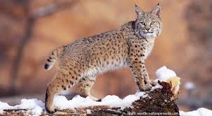 Interesting Facts About Bobcats Just Fun Facts Wild Cats Cats Animals