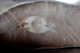 Is calamari healthy to eat? Shark Meat Wikipedia