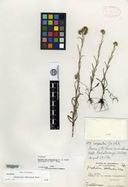 Image result for Pseudognaphalium oligandrum