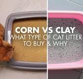 Corn vs. Clay | What Types of Cat Litter to Buy & Why
