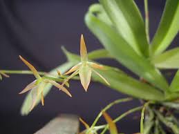 Image result for Cribbia