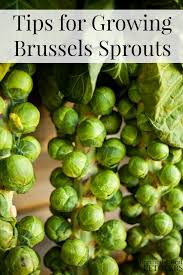 How to grow brussel sprouts in the garden. Tips For Growing Brussels Sprouts In The Garden Premeditated Leftovers