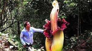 Some corpse flowers bloom one time every few decades. The Flower That Blooms Every 10 Years Youtube