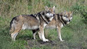 The smaller species is the red wolf, canis rufus. Wolves Still Real Threat To Wisconsin Livestock Domestic Animals