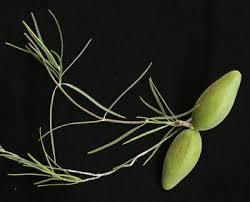 Image result for Marsdenia