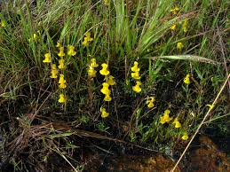 Image result for Utricularia benjaminiana