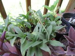 Image result for Ledebouria Unidentified sp. no3.