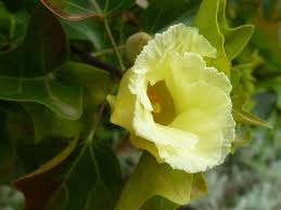 Image result for Thespesia acutiloba