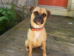 Jug Dog Jack Russell Terrier Pug Mix Info Temperament Pet Care Training Puppies Pictures