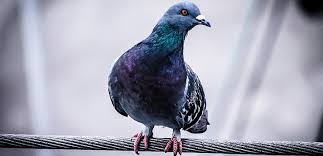 Our bird proofing solutions are tailor jg pest made helpful suggestions for where rodents might be making their entry (which we then we found what we thought were rat droppings behind a sofa and i was about to buy rat traps from. Latest Pest Management News Uk Professional Pest Controller