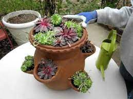 Always use containers that have drainage holes. How To Plant A Succulent Strawberry Pot Youtube