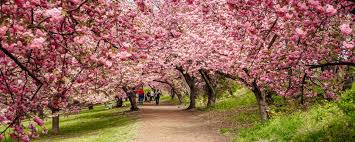 Maybe you would like to learn more about one of these? In Awe Of Peak Bloom Cherry Blossoms In Central Park The Wanderbug