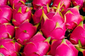 We did not find results for: Growing Dragon Fruit In Pots Containers Backyards Agri Farming