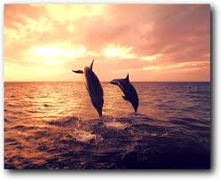 Amazon Com Dolphins Wall Decor Poster Animal In Ocean At Sunset Art Print Picture 16x20 Posters Prints