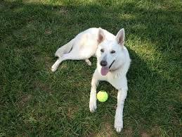 German Shepherd Siberian Husky Mix German Shorthaired Pointer Dog Daycare Near Me German Shorthaired Pointer Dog