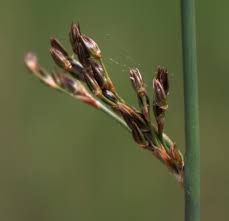Image result for Juncus balticus