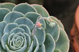 Maybe you would like to learn more about one of these? Caring For Echeveria Rosette Forming Succulents Drought Tolerant
