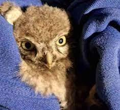 Young owls rescued after being trapped under Glastonbury stage
