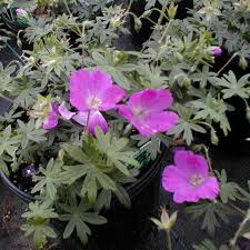 Image result for Geranium sanguineum Max Frei