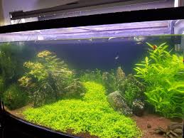Yesil Su Sorunu Siyanobakter