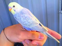 Handzahme Nestjunge Rainbow Wellensittiche In Ver Farben In Nordrhein Westfalen Lemgo Wellensittiche Und Kanari Sittich Wellensittich Vogelzubehor