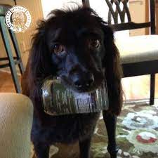 Pfc Kona Spaniel Rescue Boykin Spaniel Rehoming