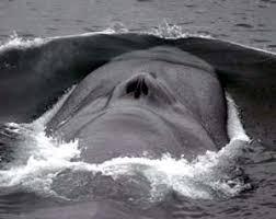 During the breeding sessions i.e. Blue Whale Learn About The Giant Mammal