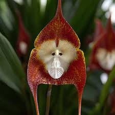 Dracula simia (Orchidée rare) 1 Plante ...