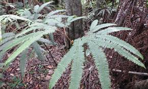 Image result for Gleicheniaceae