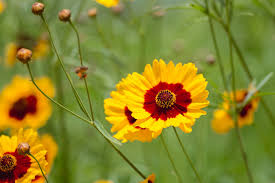 I will be discussing important topics such as security, soil, maintenance, watering, and harvest. Coreopsis Florida S State Wildflower Will Drive You Wild Artistree Artistree