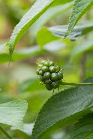 Image result for Lantana tiliifolia