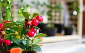 Does the weeping cherry tree produce fruit? How To Grow Cherry Tree Indoors Slick Garden